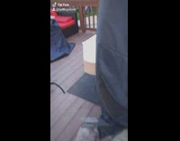 Black white dog plays on trampoline backyard 