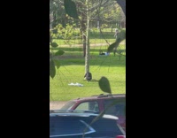 Man wears scary costume for a tiktok on the park