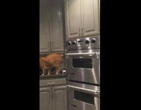 Cat opens cabinet door purple treat bag