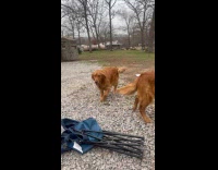 Dog falls and hit by foldable chair