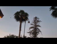 Flock of starling birds flies around sky