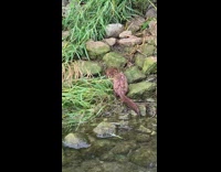 Mink catch and eat fish lake bridge