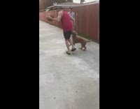 Brown dog steals basketball red shirt guy 