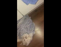 Cat Hans onto Kitchen Towel as it Plays with it