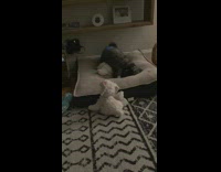 Dog digs into bed