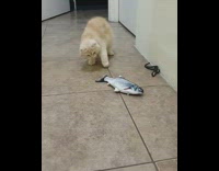 Brown cat touches realistic fish toy 