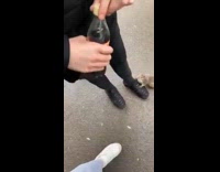 Squirrel climb on guy legs hoodie pigeons