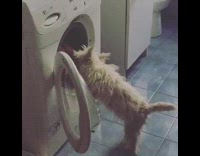 white scruffy dog pulls toy out from washing machine