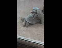 Two tortoise mate in their enclosure sand