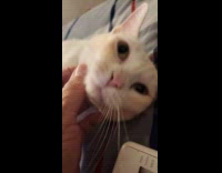 Collab PLC - Cat on bed gets compliment from owner