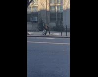 Lady struggles to pose dog on scooter 