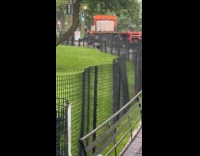 Turkey roaming around the park at New York