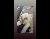 Collab KaleSaladIG - Girl boops sleeping kitten 