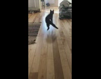 Collab BitchMP - Cat slipping playing fetch
