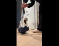 Woman shows dog inside the carrier bag