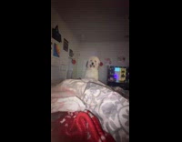 Dog jumps onto hooman after hearing word food 