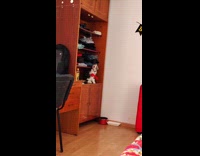 Cat play with red yarn toy hanged