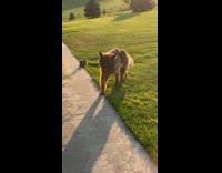 Collab BitchMP - Dog comes home with racoon 