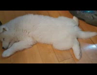 White puppy dog twitches legs sleep dream
