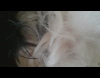 Camera over white dog laying on back