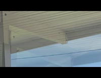 Lizard jump and fall to catch fly 