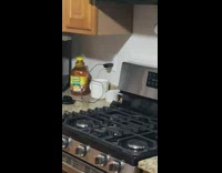 Black bat found in kitchen 