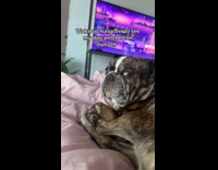 Dog noodle hanging from mouth