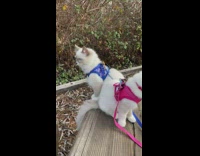 Two ragdoll cats on bench pink blue leash