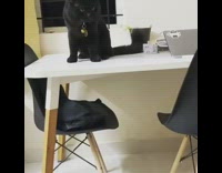 Black cat jumps from white table bed 
