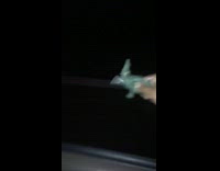 Green alligator reptile toy car window