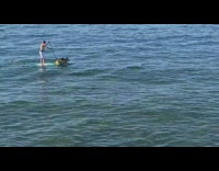 Guy rides paddle board with dog beach 