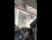 Cat lie down on the car dashboard
