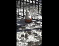 Basketball snowman starting to melt on sidewalk