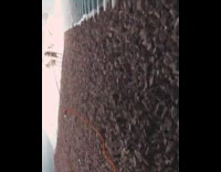 Collab JerrySlams - Guy rides snowboard, holds onto rope and gets pulled by 8 huskies