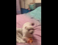 Dog gets excited and tippy taps