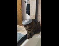 Cat drops disc in tub 