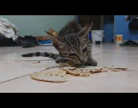 Gray cat eats pita bread on the ground fast forward video