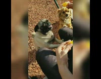 Pug and Pomeranian Dogs Eat Oranges 