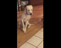 Collab BitchMP - Dog trying not to fall asleep