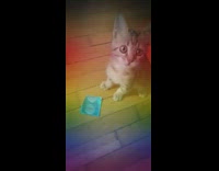 Grey white kitten plays with blue wrapper