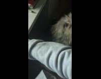 Dog wants attention push arm of guy