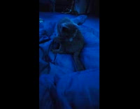 Cat loves chasing its own tail 