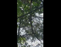 Wild Squirrel make noises on the top of the tree branch