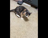 Cat grooms body and interrupted by filmer