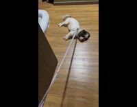 Dog lays down dragging for morning pee