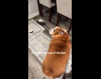 Woman grabs dog using tong