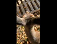 Guy pet friendly deer on the back