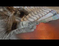 Pet cat put paws on the massager with heat