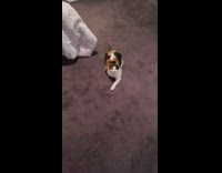 Guy asks three cats what theyre doing 