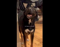 Black dog joins boys conversation at home